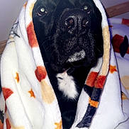 Roscoe joined the competition — help win amazing prizes! dog, black_dog, blanket, cozy, indoor, pet, fur, animal, comfort, star_pattern, portrait, cute, snuggled, warm, face, nose, whiskers, expression, looking_up, soft_texture