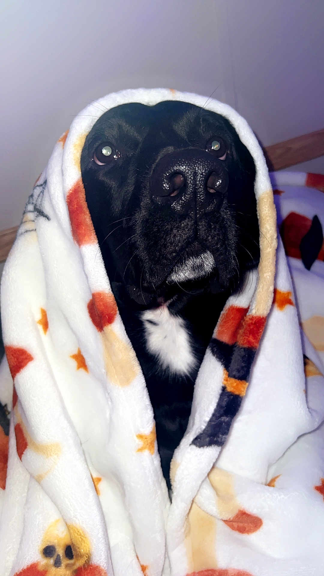 Roscoe joined the competition — help win amazing prizes! dog, black_dog, blanket, cozy, indoor, pet, fur, animal, comfort, star_pattern, portrait, cute, snuggled, warm, face, nose, whiskers, expression, looking_up, soft_texture