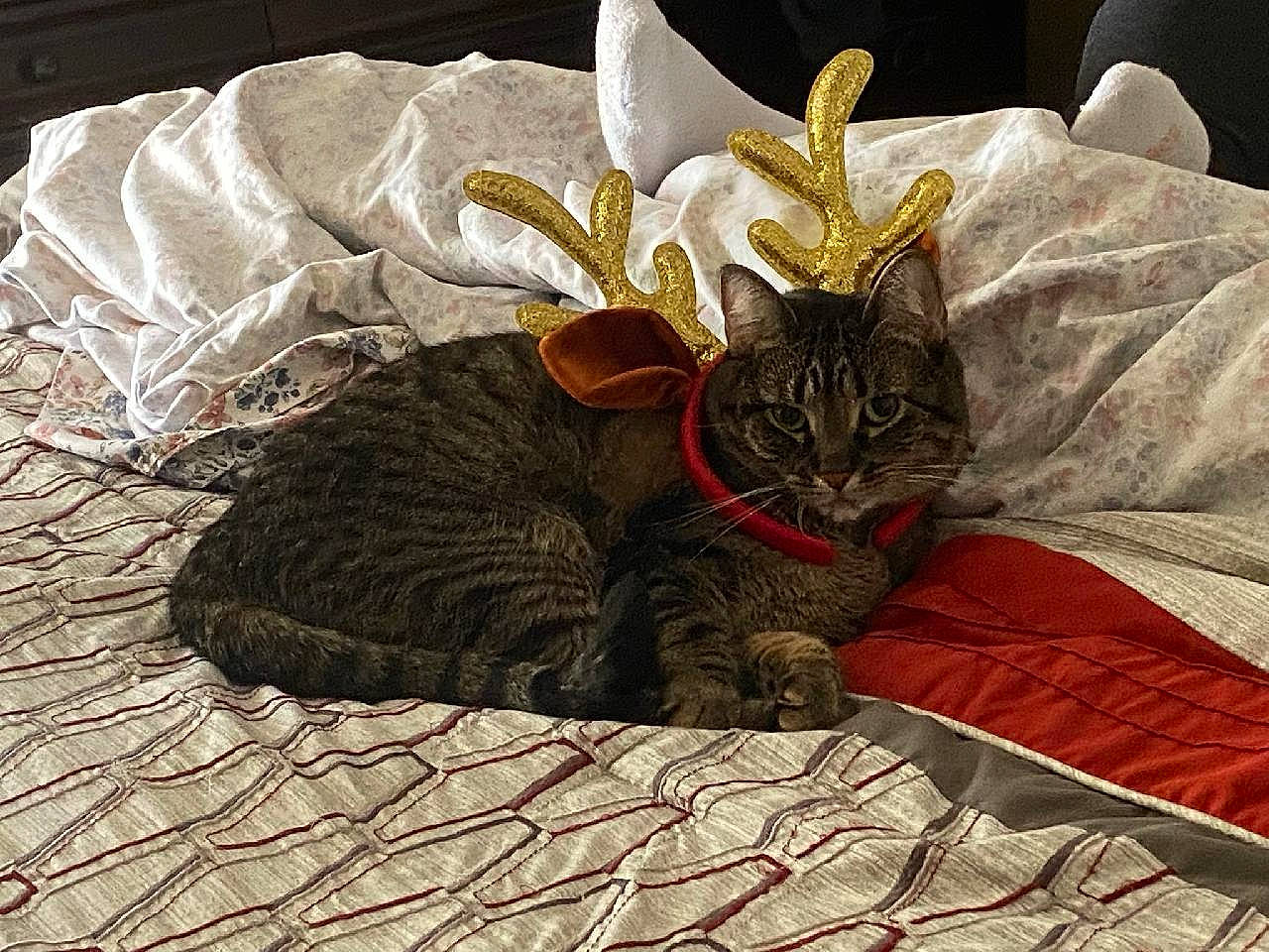 Missy joined the competition — help win amazing prizes! bag, bedding, blanket, carnivore, cat, comfort, domestic_short_haired_cat, fashion_accessory, felidae, fur, hat, linens, room, small_to_medium_sized_cats, tail, terrestrial_animal, textile, whiskers