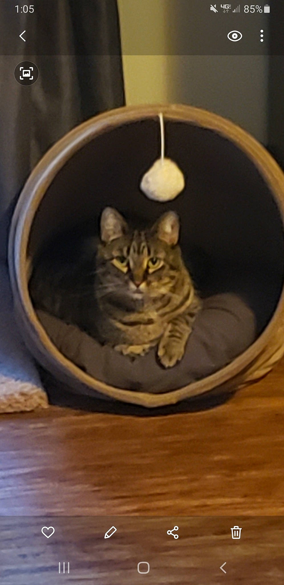 Missy joined the competition — help win amazing prizes! carnivore, cat, cat_bed, cat_furniture, cat_supply, circle, domestic_short_haired_cat, fawn, felidae, flooring, fur, hardwood, paw, pet_supply, shelf, small_to_medium_sized_cats, tail, whiskers, window, wood