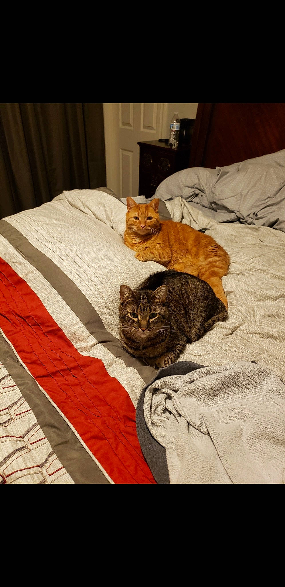 Missy is registered to the contest to win money with this photo: bed, bed_sheet, bedding, carnivore, cat, comfort, domestic_short_haired_cat, duvet, fawn, felidae, flooring, fur, linens, picture_frame, room, small_to_medium_sized_cats, tail, terrestrial_animal, whiskers, wood