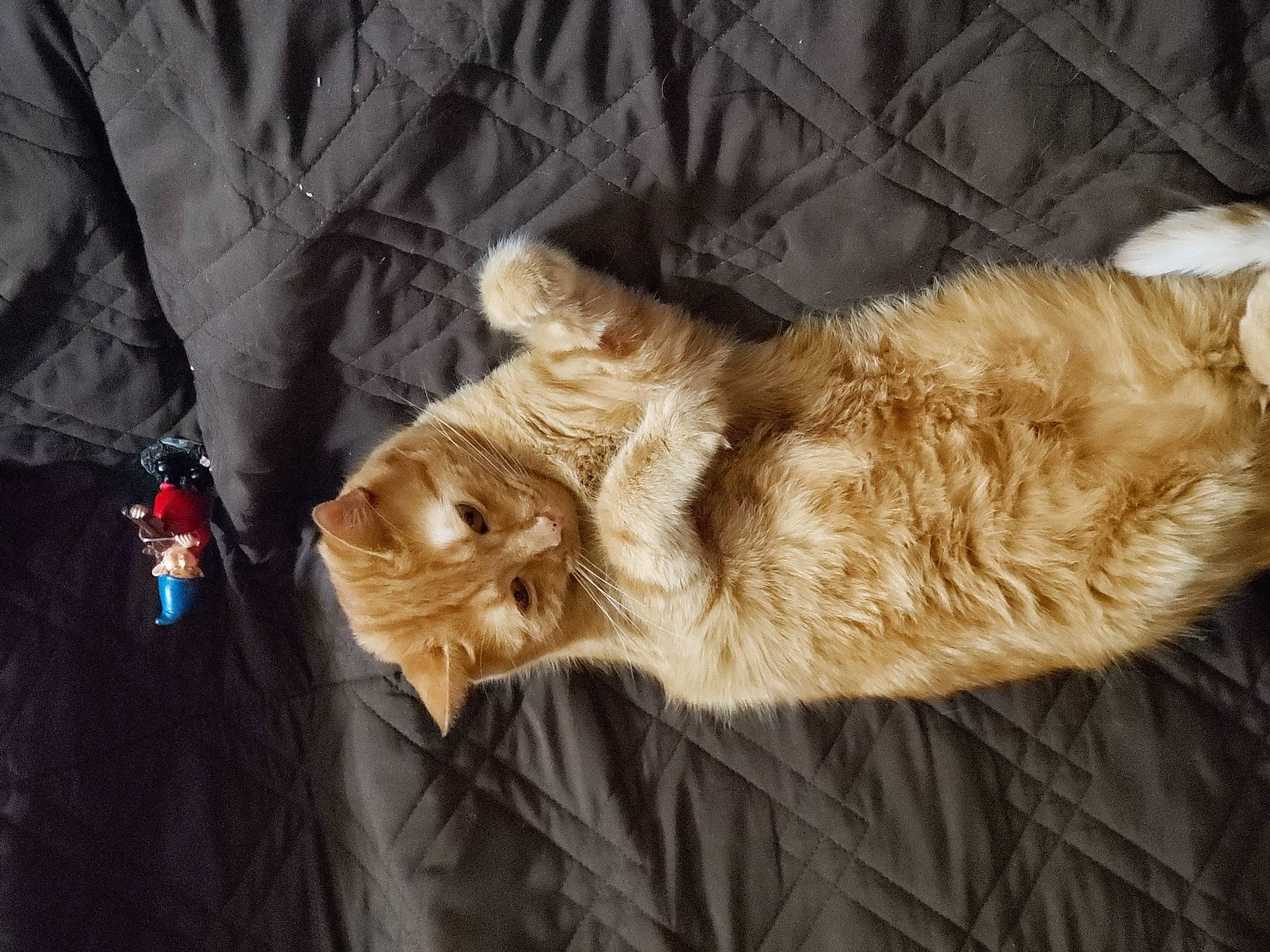 Motley joined the competition — help win amazing prizes! canidae, carmine, carnivore, cat, claw, comfort, dog_breed, domestic_short_haired_cat, fawn, felidae, fur, linens, nap, paw, small_to_medium_sized_cats, sporting_group, tail, vertebrate, whiskers, wood