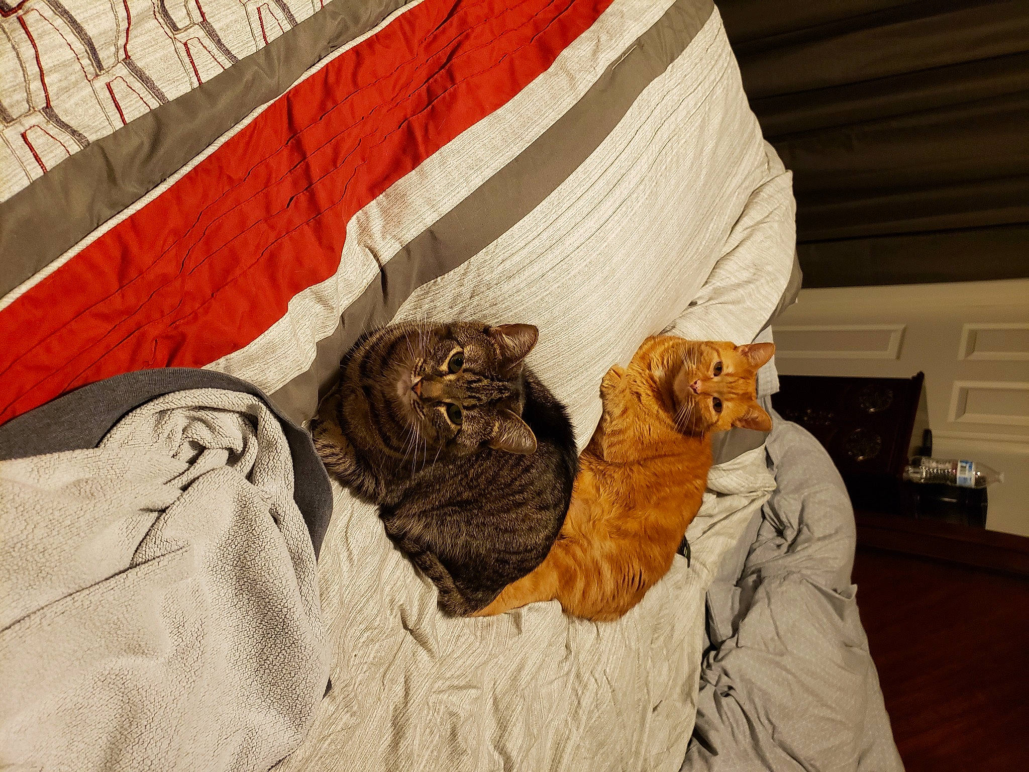 Motley is registered to the contest to win money with this photo: bedding, carnivore, cat, comfort, computer_keyboard, domestic_short_haired_cat, fawn, felidae, flooring, fur, grey, home_appliance, house, kitchen_appliance, light_switch, linens, small_to_medium_sized_cats, tail, whiskers, wood