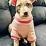 puppy, dog, blue_eyes, pink_sweater, collar, couch, indoor, pet, cute, sitting, fur, ears, animal, looking_at_camera, young_dog, adorable, domestic_animal, front_legs, snout, whiskers