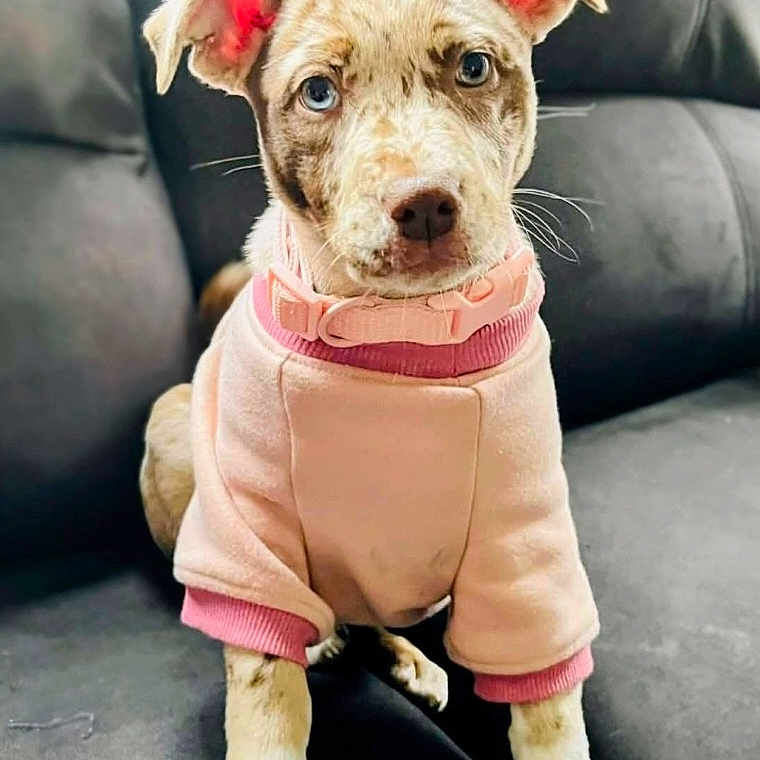 Maple joined the competition — help win amazing prizes! puppy, dog, blue_eyes, pink_sweater, collar, couch, indoor, pet, cute, sitting, fur, ears, animal, looking_at_camera, young_dog, adorable, domestic_animal, front_legs, snout, whiskers