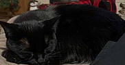 Mia is registered to the contest to win money with this photo: black_cat, sleeping_cat, cat, pet, cozy, fireplace, stockings, holiday_decor, christmas, garland, plaid, indoor, resting, furry_pet, animal, home, soft_surface, relaxation, cute, quiet