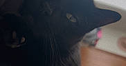 Mia joined the competition — help win amazing prizes! animal, bed, black_cat, blanket, cat, closeup, cozy, ears, face, feline, fur, home, indoor, mammal, paw, pet, relaxed, resting, soft, whiskers