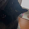 cat, black_cat, pet, indoor, cozy, feline, whiskers, fur, relaxed, closeup, animal, mammal, resting, face, ears, paw, bed, blanket, home, soft