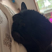 Mia is registered to the contest to win money with this photo: animal, bedroom, black_cat, blanket, cat, close_up, cozy, ear, feline, floral_pattern, indoor, natural_light, pet, quiet, relaxing, resting, sleeping, soft_light, whiskers, window