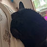 Mia is registered to the contest to win money with this photo: black_cat, cat, sleeping, indoor, blanket, floral_pattern, window, natural_light, cozy, pet, animal, whiskers, ear, close_up, relaxing, feline, soft_light, bedroom, resting, quiet