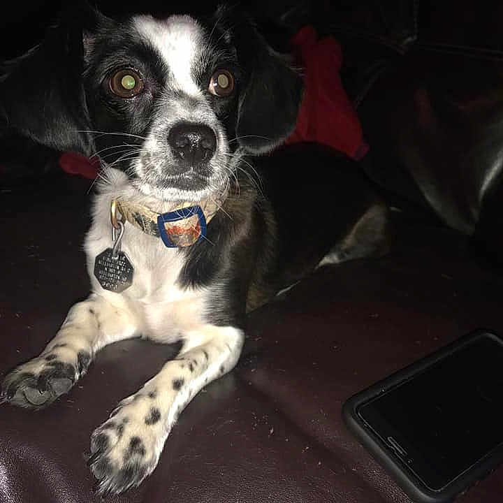 Hera is registered to the contest to win money with this photo: canidae, carnivore, companion_dog, dog, dog_breed, mammal, pointer, puppy, rare_breed_dog, snout, spaniel, sporting_group, whiskers