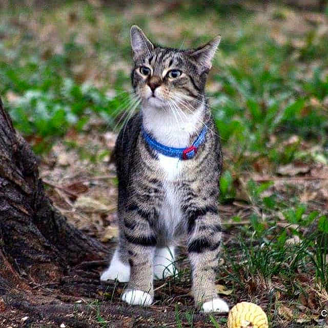 Pepper
