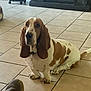 animal, basset_hound, brown_and_white, companion, cute, dog, dog_bed, domestic, ears, floor, furniture, home, indoor, looking, mammal, pet, quiet, sitting, tail, tile_floor