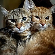 Sakura participe au concours pour gagner de l'argent avec cette photo : cat, tabby_cat, orange_cat, feline, pets, closeup, whiskers, fur, cute, snuggle, companion, animal, domestic, portrait, indoor, eyes, ears, face, friendship, cozy