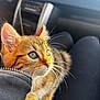 Sakura participe au concours pour gagner de l'argent avec cette photo : kitten, cat, tabby, close_up, animal, pet, fur, whiskers, eyes, lap, car_interior, seat, sunlight, cute, young, feline, domestic_animal, cozy, comfort, curious