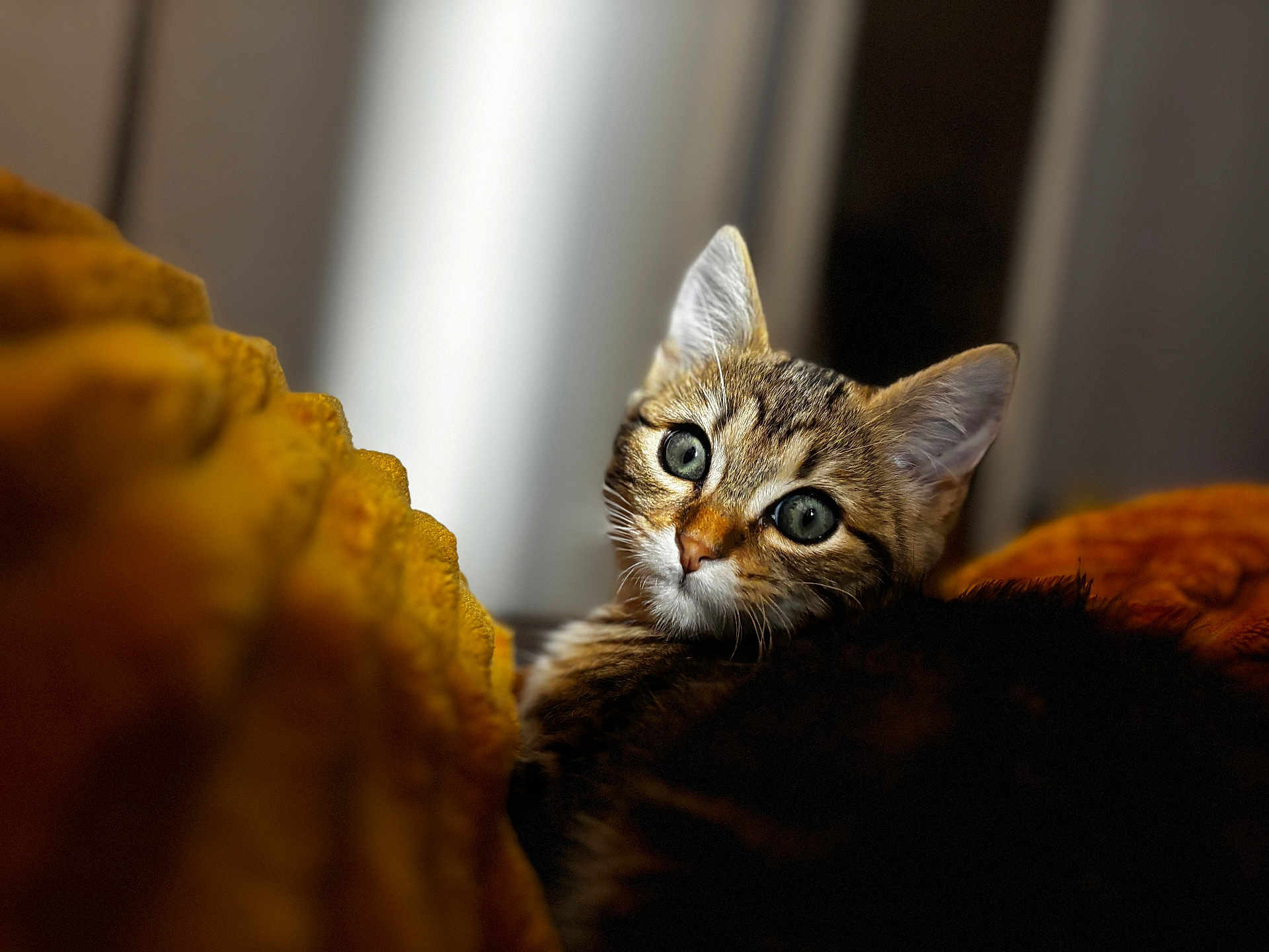 Sakura a rejoint le concours — aidez-le/la à gagner de superbes lots ! cat, kitten, tabby, animal, pet, feline, whiskers, closeup, portrait, cute, indoor, cozy, blanket, orange, fur, eyes, soft_light, curious, young, resting