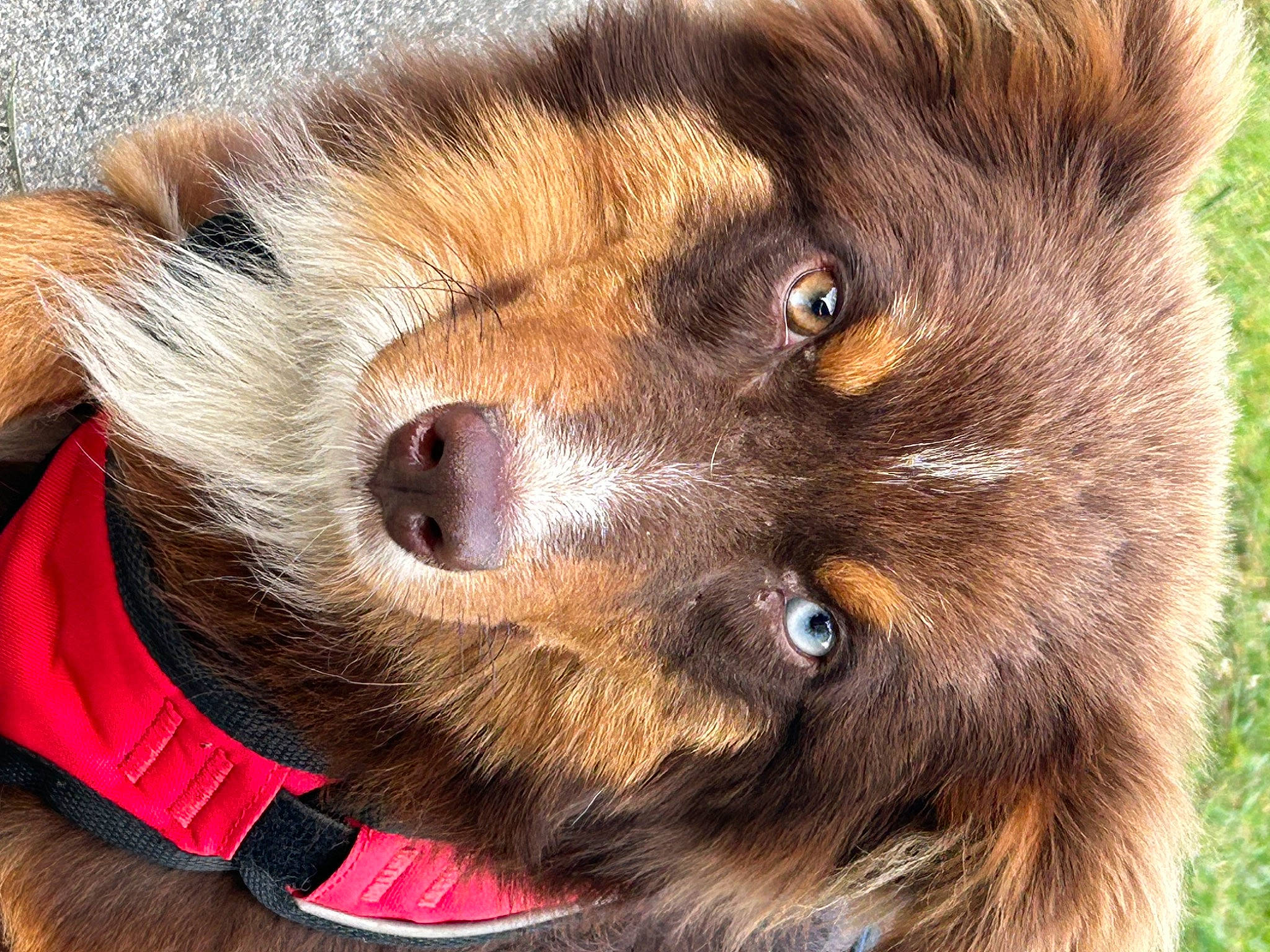 Cozmo is registered to the contest to win money with this photo: bear, canidae, carnivore, claw, close_up, collar, companion_dog, dog, dog_breed, eye, fawn, fur, liver, paw, snout, sporting_group, terrestrial_animal, whiskers, wildlife, working_animal