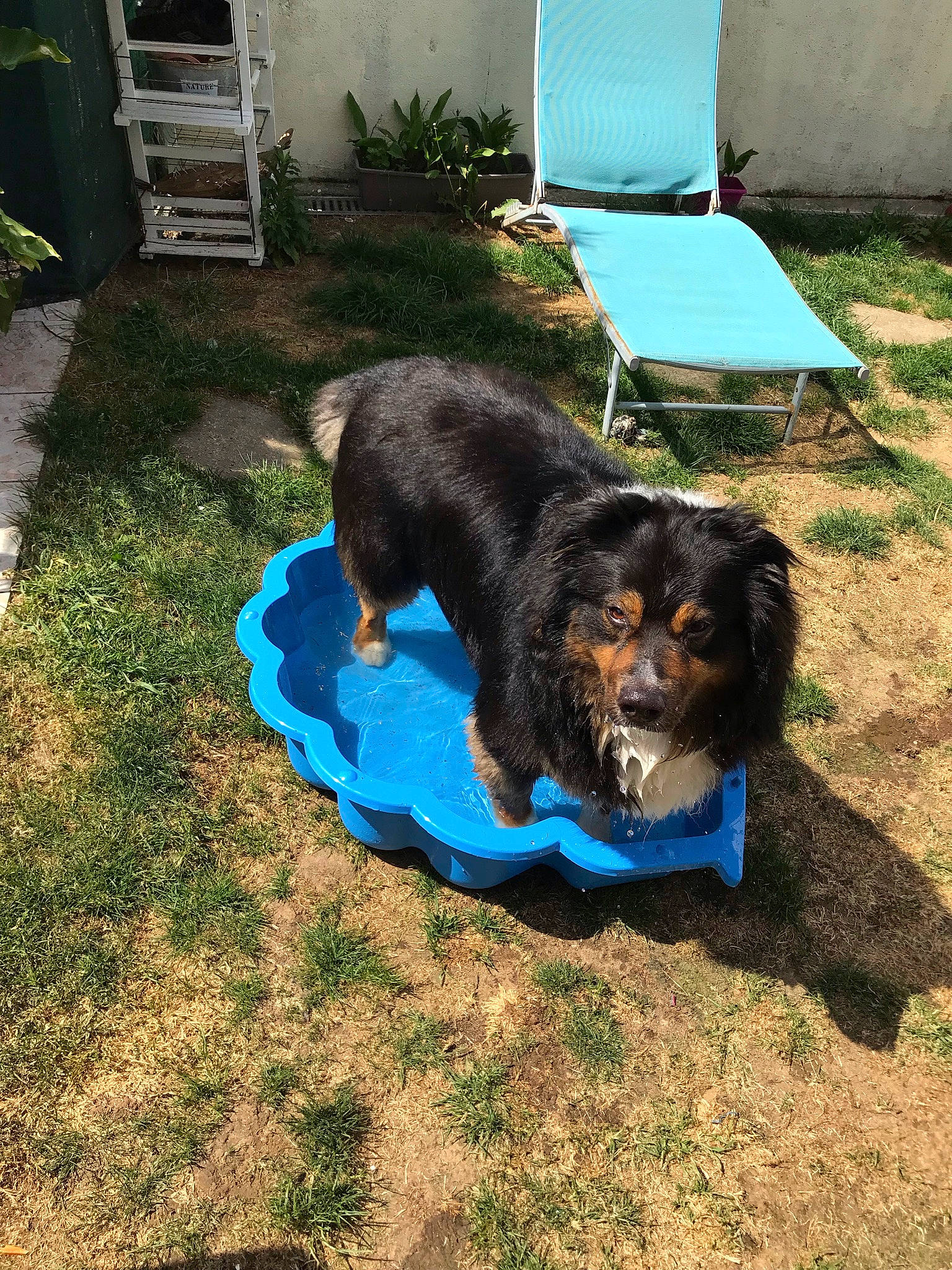 Orion a rejoint le concours — aidez-le/la à gagner de superbes lots ! canidae, carnivore, chair, companion_dog, dog, dog_breed, electric_blue, gaddi_kutta, grass, guard_dog, gun_dog, herding_dog, leisure, outdoor_furniture, plant, soil, sporting_group, water_dog, working_dog, yard