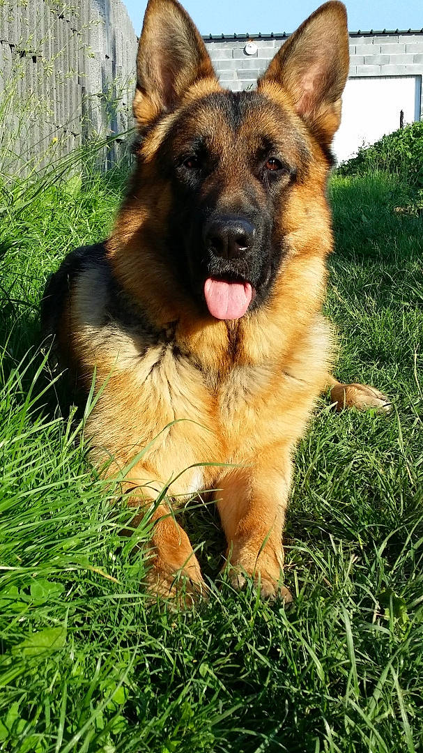 Larko a rejoint le concours — aidez-le/la à gagner de superbes lots ! canidae, carnivore, companion_dog, dog, dog_breed, east_european_shepherd, fawn, fence, german_shepherd_dog, grass, herding_dog, home_fencing, king_shepherd, mesh, old_german_shepherd_dog, plant, snout, sporting_group, wire_fencing, working_dog