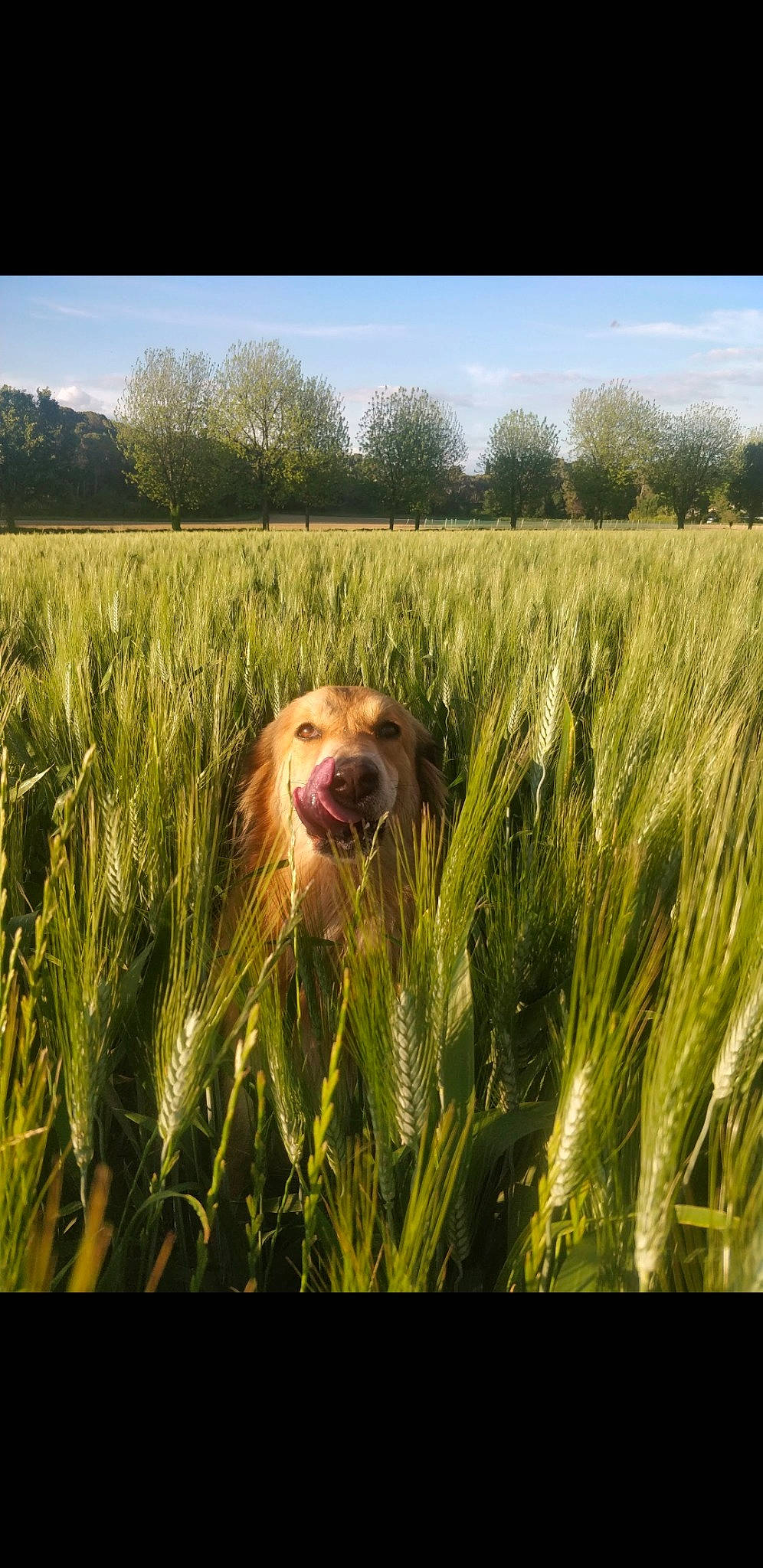 Hestia a rejoint le concours — aidez-le/la à gagner de superbes lots ! barley, canidae, carnivore, crop, dog, dog_breed, field, food_grain, grass, grass_family, hordeum, hunting_dog, plant, pointing_breed, retriever, rye, spinone_italiano, sporting_group, triticale, wheat
