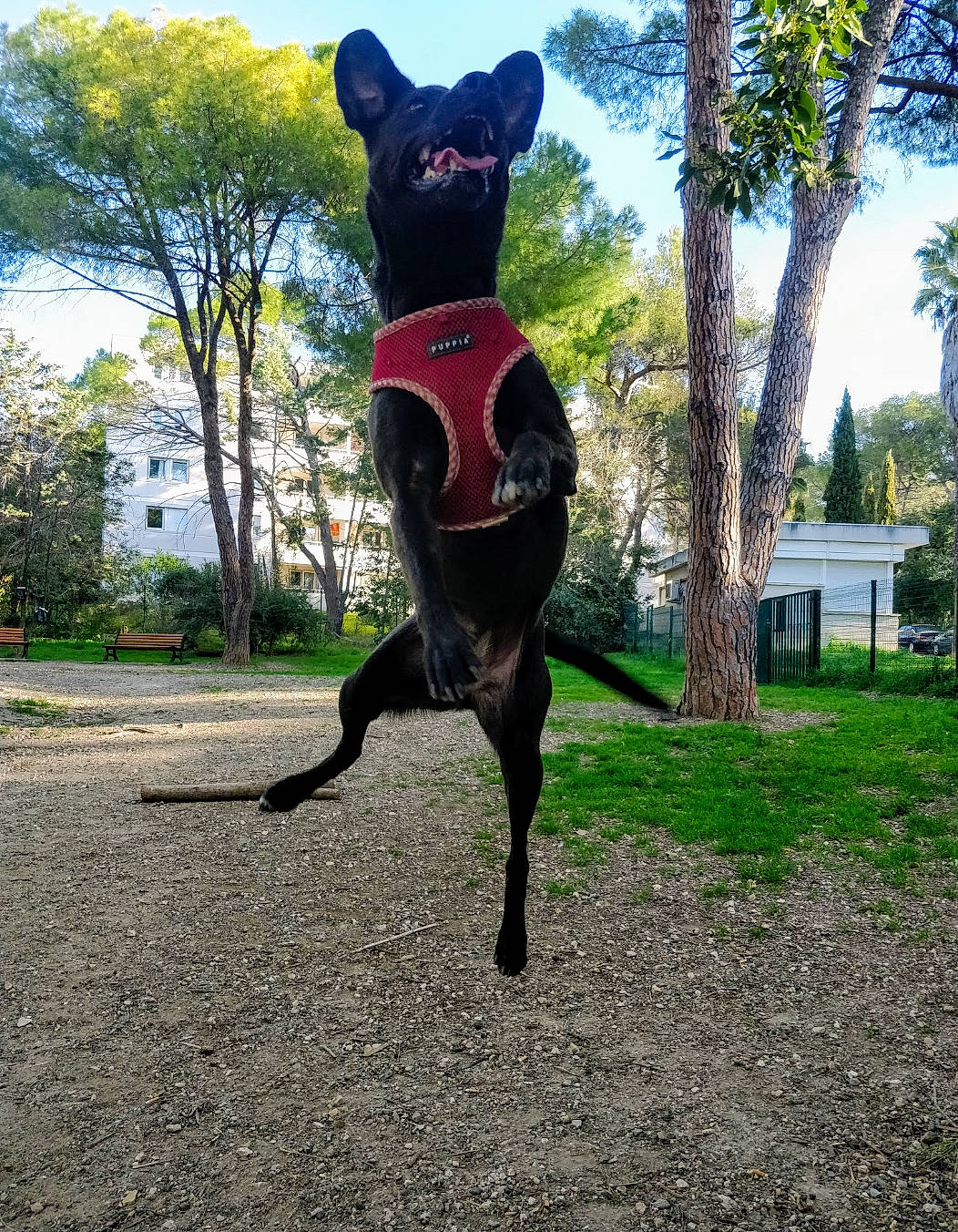 Hera participe au concours pour gagner de l'argent avec cette photo : canidae, carnivore, dog, dog_breed, formosan_mountain_dog, guard_dog, hunting_dog, leash, non_sporting_group, sporting_group, tail, tree