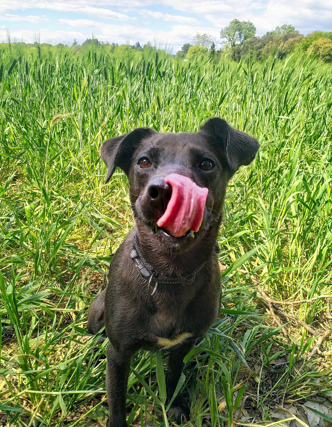 Hera participe au concours pour gagner de l'argent avec cette photo : canidae, carnivore, dog, dog_breed, gladiolus, grass, hunting_dog, labrador_retriever, mammal, patterdale_terrier, rare_breed_dog, sporting_group, vertebrate
