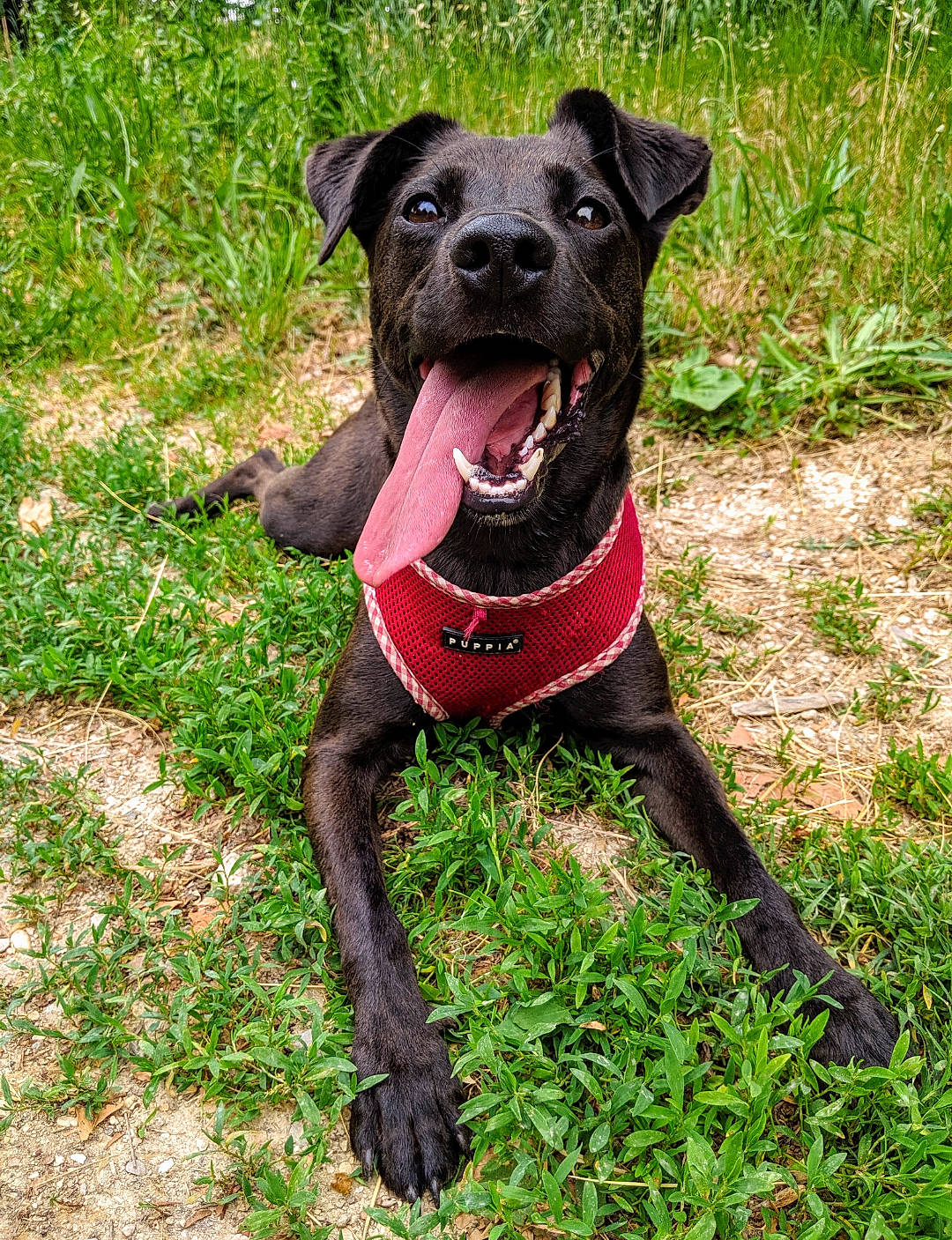 Hera a rejoint le concours — aidez-le/la à gagner de superbes lots ! canidae, canis_panther, carnivore, companion_dog, dog, dog_breed, dog_collar, gladiolus, mammal, patterdale_terrier, plant, rare_breed_dog, snout, sporting_group, vertebrate