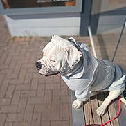 Athéna participe au concours pour gagner de l'argent avec cette photo : animal, bench, building, calm, canine, casual, daytime, dog, domestic_animal, hoodie, leash, outdoor, pavement, pet, pet_clothing, relaxed, side_view, sitting, sunlight, white_dog