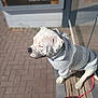 animal, bench, building, calm, canine, casual, daytime, dog, domestic_animal, hoodie, leash, outdoor, pavement, pet, pet_clothing, relaxed, side_view, sitting, sunlight, white_dog