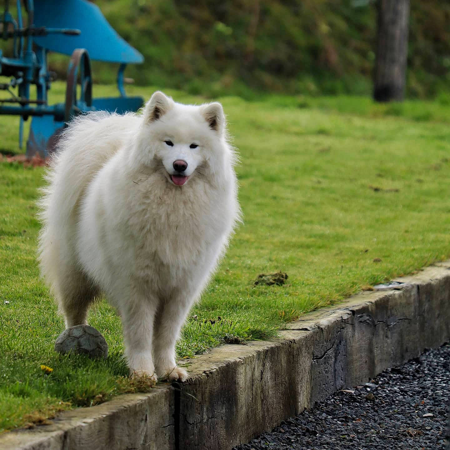 Oska