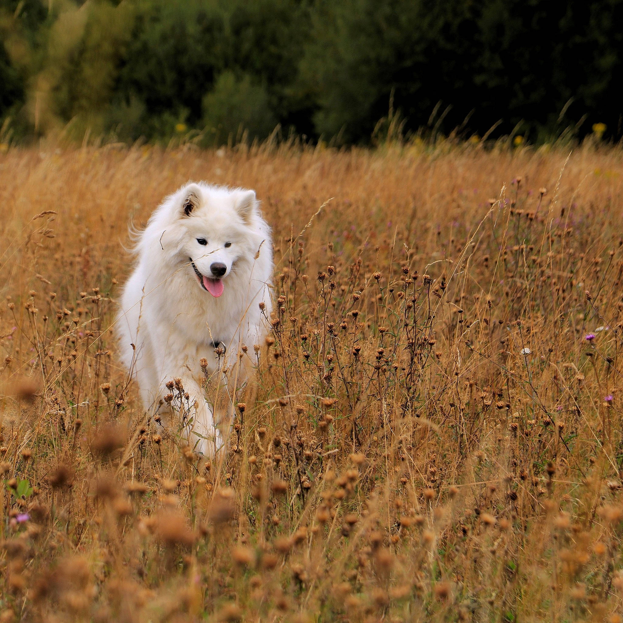 Oska participe au concours pour gagner de l'argent avec cette photo : american_eskimo_dog, berger_blanc_suisse, canadian_eskimo_dog, canidae, canis_lupus_tundrarum, carnivore, dog, dog_breed, eurasier, german_spitz, german_spitz_mittel, greenland_dog, japanese_spitz, mammal, samoyed, tundra, vertebrate, volpino_italiano