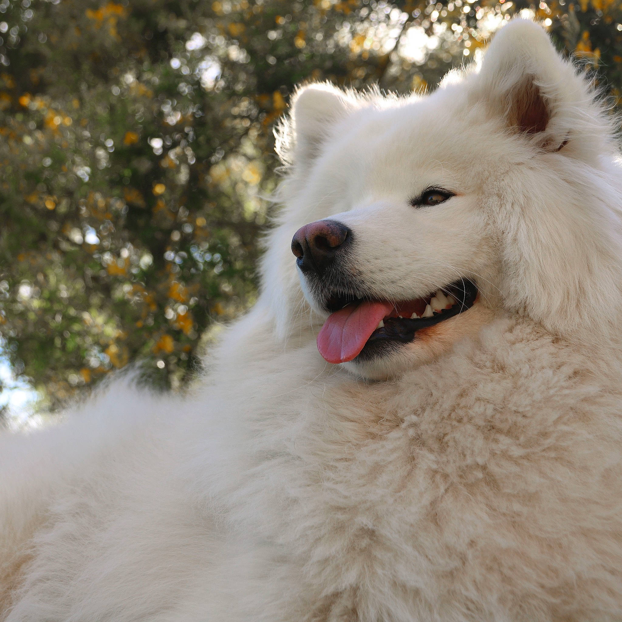Oska participe au concours pour gagner de l'argent avec cette photo : american_eskimo_dog, ancient_dog_breeds, berger_blanc_suisse, canadian_eskimo_dog, canidae, carnivore, companion_dog, dog, dog_breed, german_spitz, german_spitz_mittel, indian_spitz, japanese_spitz, mammal, rare_breed_dog, samoyed, spitz, vertebrate, volpino_italiano, white_shepherd