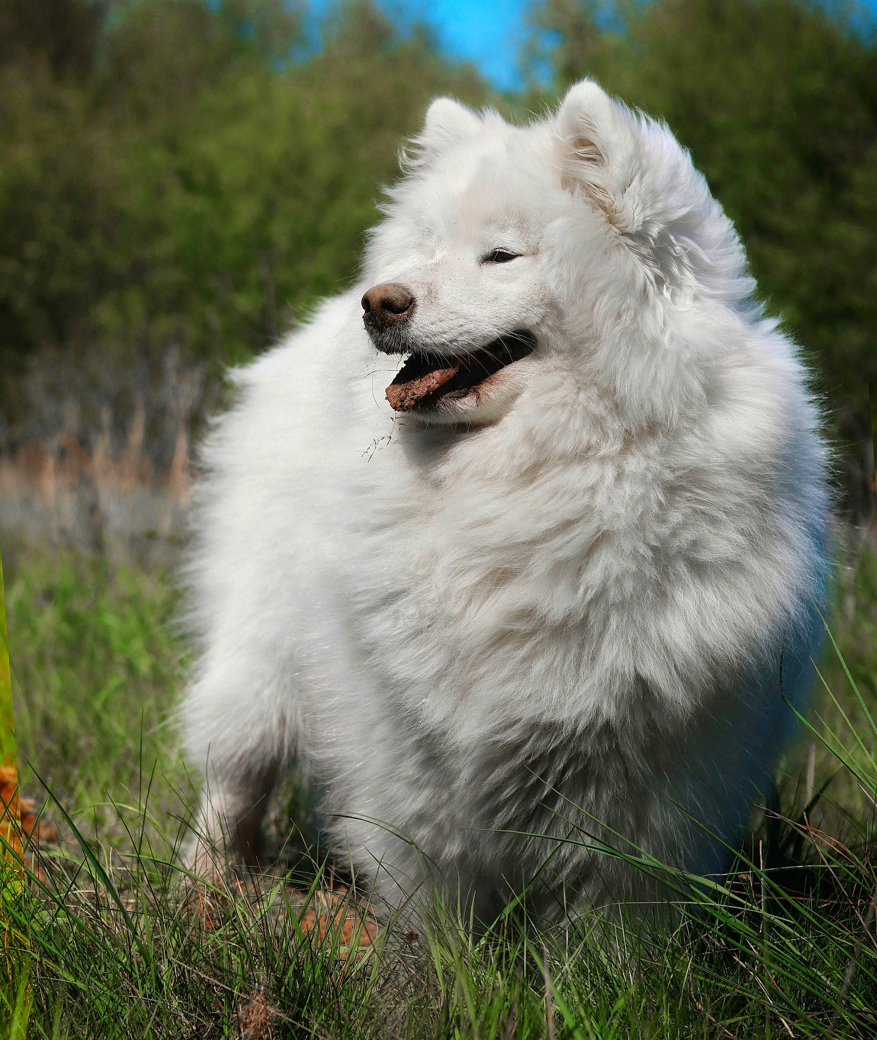 Oska a rejoint le concours — aidez-le/la à gagner de superbes lots ! american_eskimo_dog, berger_blanc_suisse, canadian_eskimo_dog, canidae, carnivore, companion_dog, dog, dog_breed, german_spitz, german_spitz_klein, german_spitz_mittel, japanese_spitz, mammal, mudi, rare_breed_dog, samoyed, spitz, vertebrate, volpino_italiano, white_shepherd