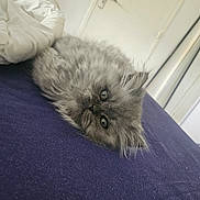 Beley a rejoint le concours — aidez-le/la à gagner de superbes lots ! cat, kitten, fluffy, gray_fur, long_hair, pet, animal, lying_down, upside_down, portrait, close_up, whiskers, eyes, indoors, purple_surface, soft_fur, relaxed, cute, playful, photography