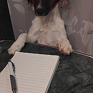 Vayia a rejoint le concours — aidez-le/la à gagner de superbes lots ! animal, attentive, batteries, brown, chair, dog, domestic, ears, face, floral_pattern, fur, indoor, looking, notepad, paws, pen, pet, small_dog, table, white