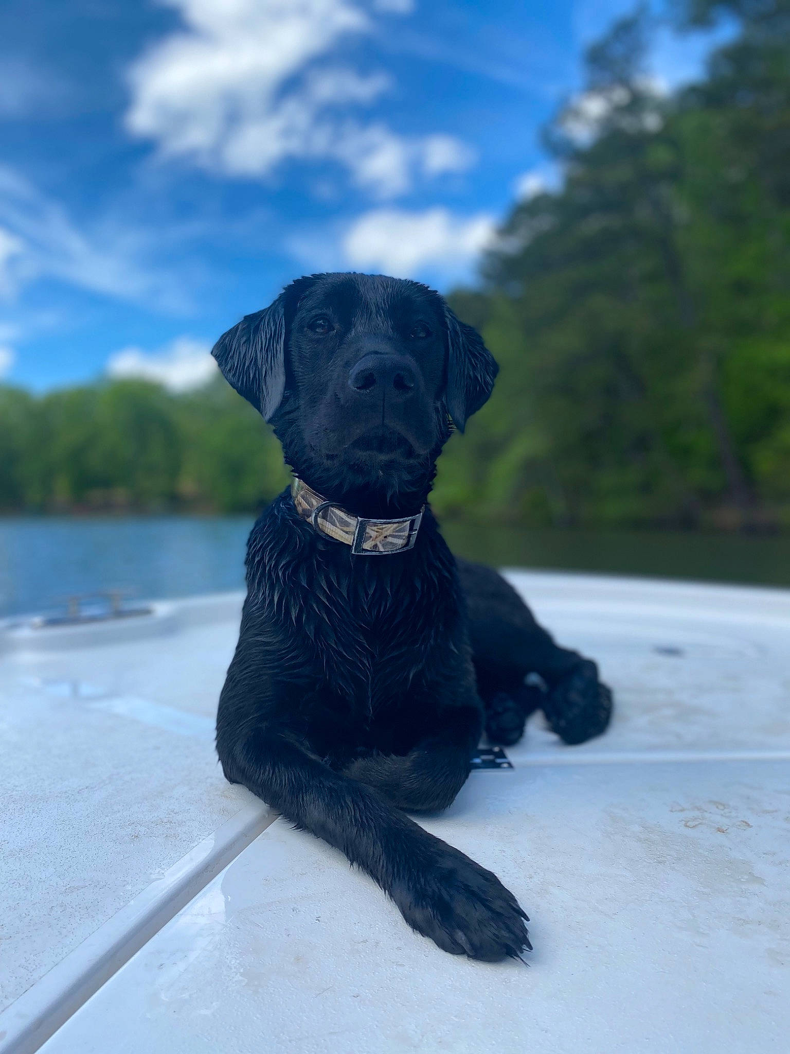 Nelli is registered to the contest to win money with this photo: borador, carnivore, cloud, collar, companion_dog, dog, dog_breed, dog_collar, electric_blue, fawn, gun_dog, liver, pet_supply, sky, snout, snow, sporting_group, water, winter, working_animal