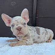 Lucious is registered to the contest to win money with this photo: puppy, dog, french_bulldog, merle, blue_eyes, ears, lying_down, fluffy_surface, pet, cute, animal, young, portrait, indoor, closeup, fur, snout, whiskers, relaxed, looking