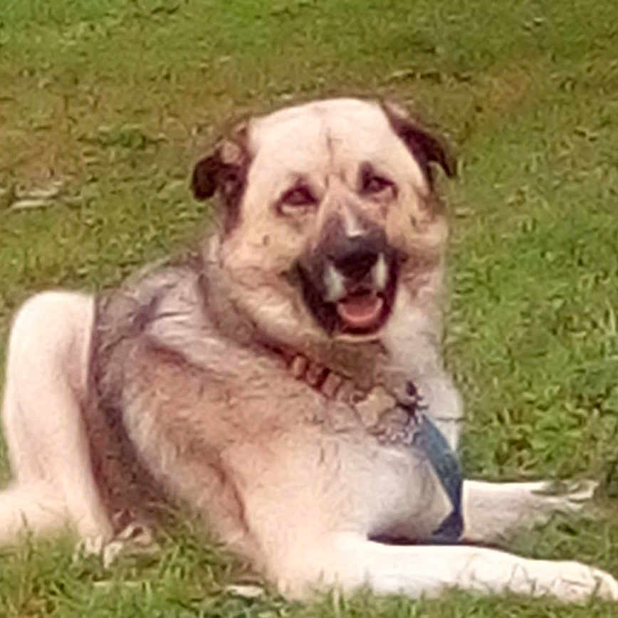 Noodle is registered to the contest to win money with this photo: animal, canine, collar, cute, daytime, dog, domestic_animal, friendly, fur, grass, happy, lying_down, mammal, nature, outdoor, park, pet, relaxed, resting, smiling