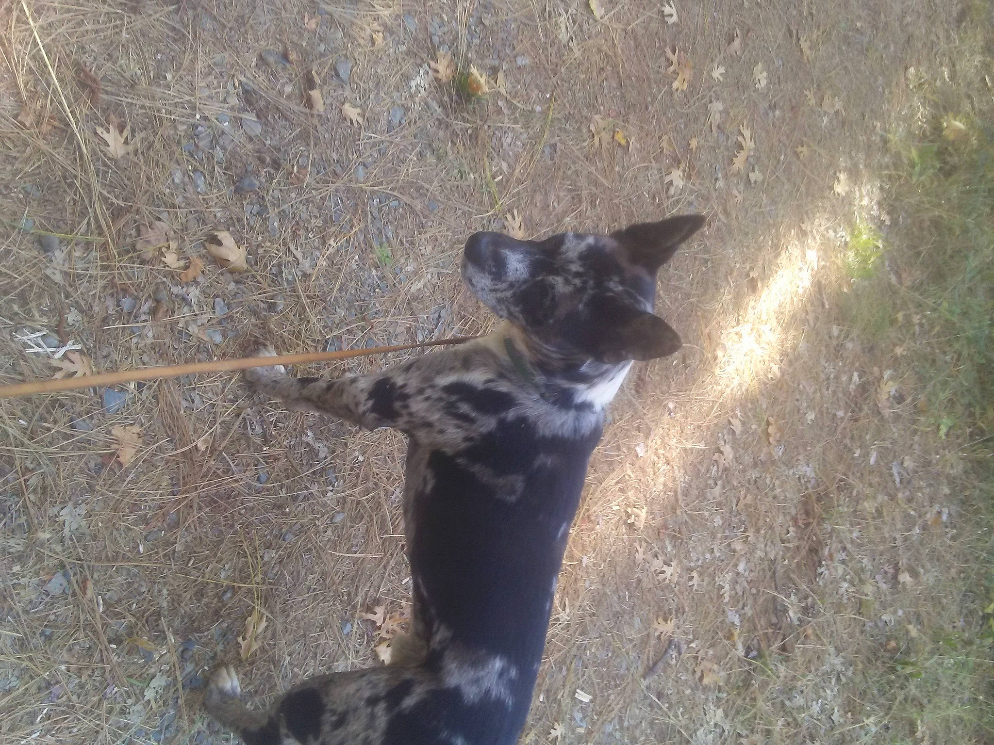 Tic Tac is registered to the contest to win money with this photo: canidae, carnivore, dog, dog_breed, fawn, fur, grass, road_surface, shadow, soil, sporting_group, tail, terrestrial_animal, working_animal