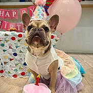 Amelia joined the competition — help win amazing prizes! animal, balloons, birthday, celebration, colorful, costume, cute, decorations, dog, festive, floor, french_bulldog, indoor, number_one, party_hat, pet, pink, portrait, toy_cake, tutu