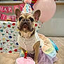 animal, balloons, birthday, celebration, colorful, costume, cute, decorations, dog, festive, floor, french_bulldog, indoor, number_one, party_hat, pet, pink, portrait, toy_cake, tutu