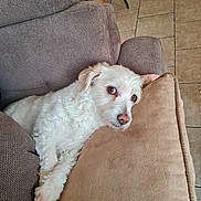 Néo a rejoint le concours — aidez-le/la à gagner de superbes lots ! brown_eyes, canine, comfort, couch, cozy, cushion, dog, floor_tiles, fur, furniture_leg, home, indoor, laying_down, looking, paw, pet, relaxed, resting, texture, white_dog