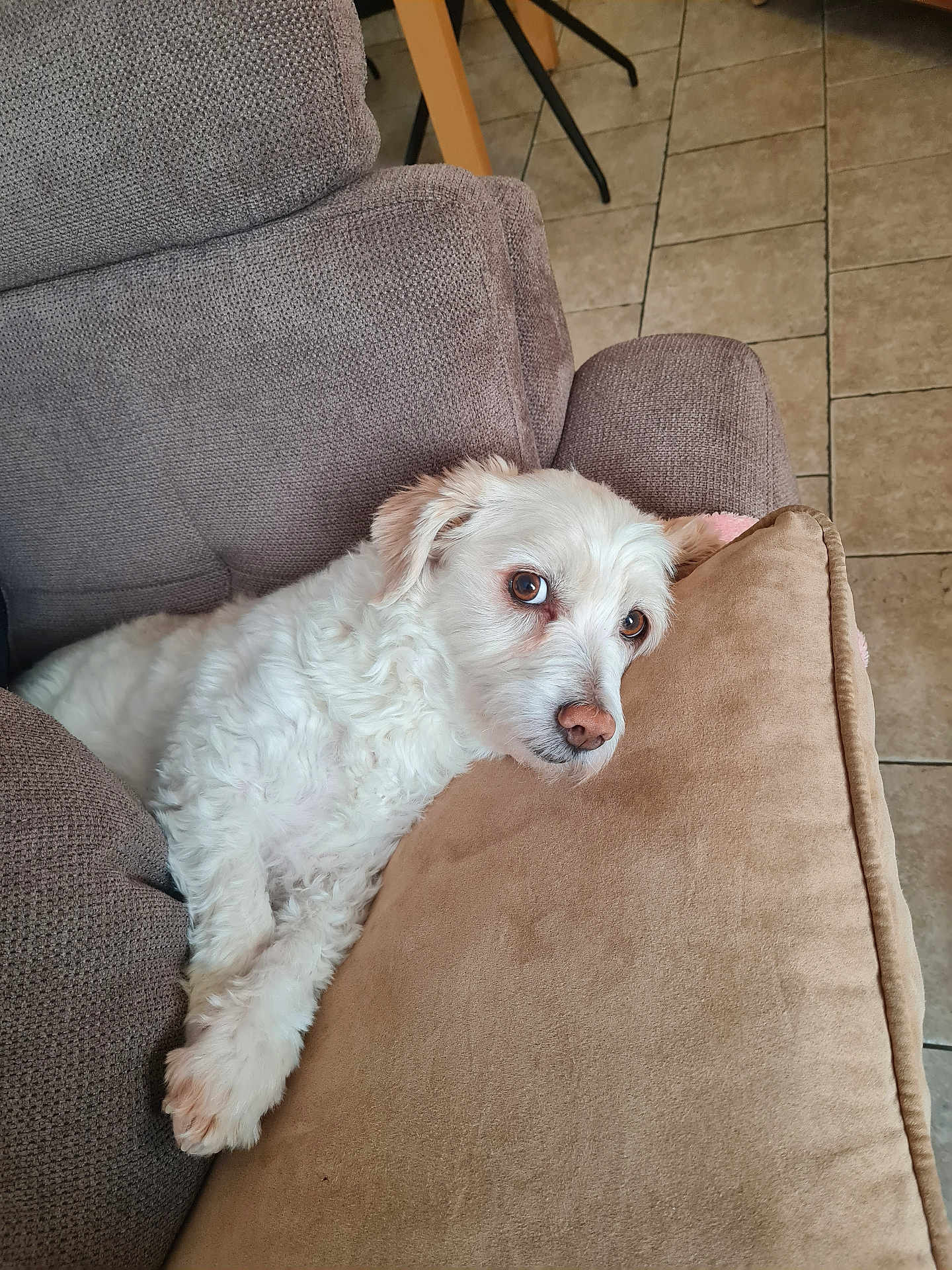 Néo a rejoint le concours — aidez-le/la à gagner de superbes lots ! brown_eyes, canine, comfort, couch, cozy, cushion, dog, floor_tiles, fur, furniture_leg, home, indoor, laying_down, looking, paw, pet, relaxed, resting, texture, white_dog