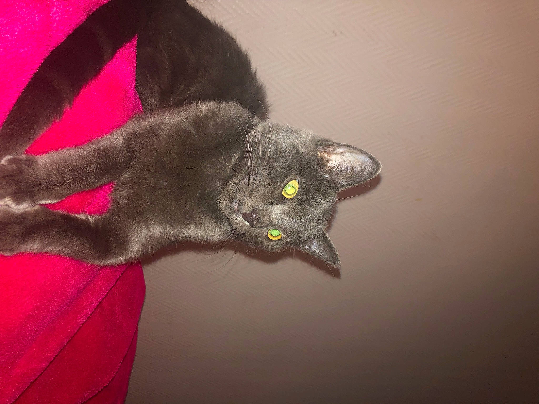 Smookie participe au concours pour gagner de l'argent avec cette photo : black_cat, carnivore, cat, cat_toy, claw, domestic_short_haired_cat, ear, felidae, fur, gesture, grey, magenta, plant, russian_blue, small_to_medium_sized_cats, tail, whiskers