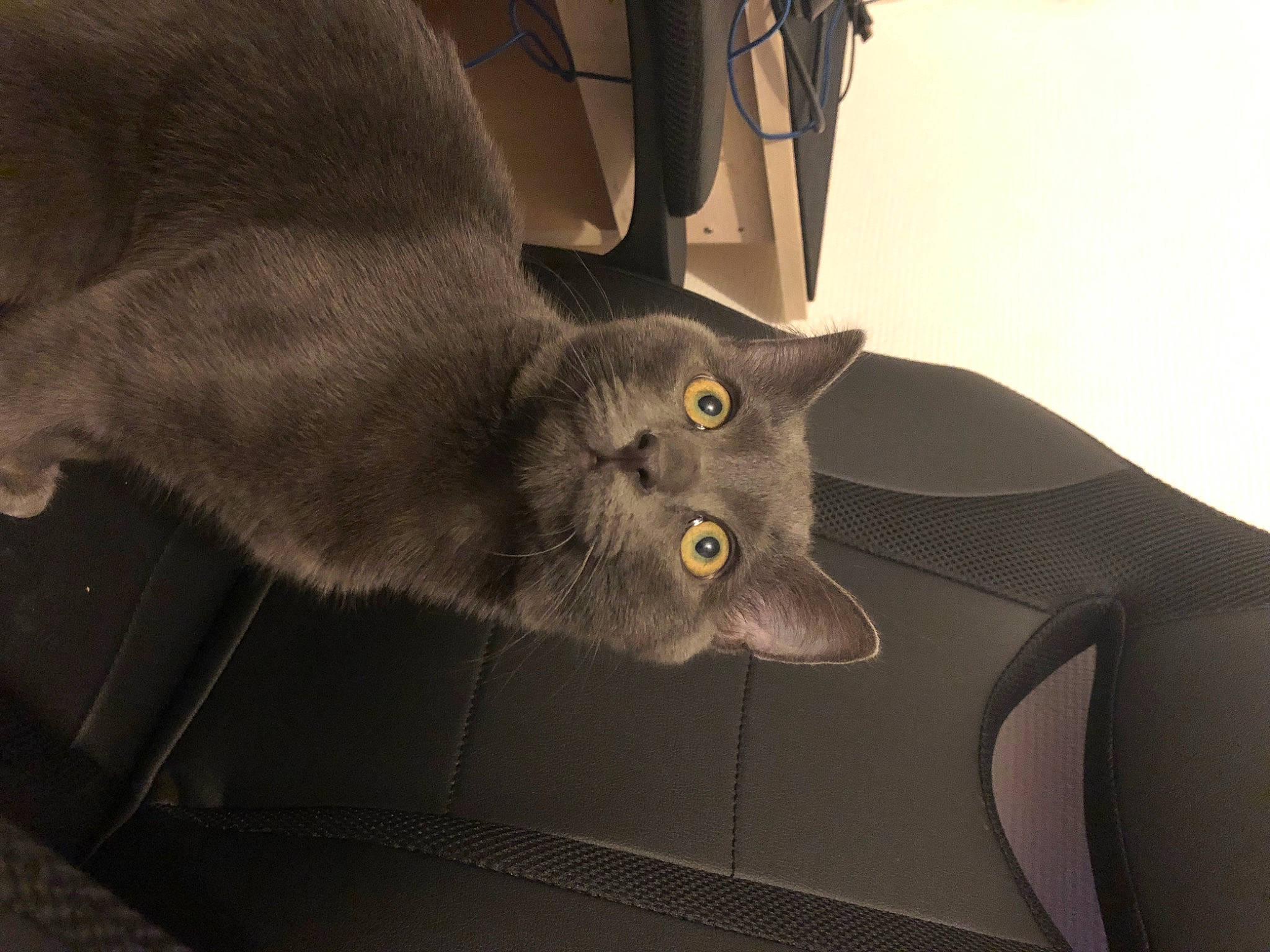 Smookie participe au concours pour gagner de l'argent avec cette photo : black_cat, carnivore, cat, comfort, domestic_short_haired_cat, felidae, fur, grey, havana_brown, plant, small_to_medium_sized_cats, snout, tail, whiskers