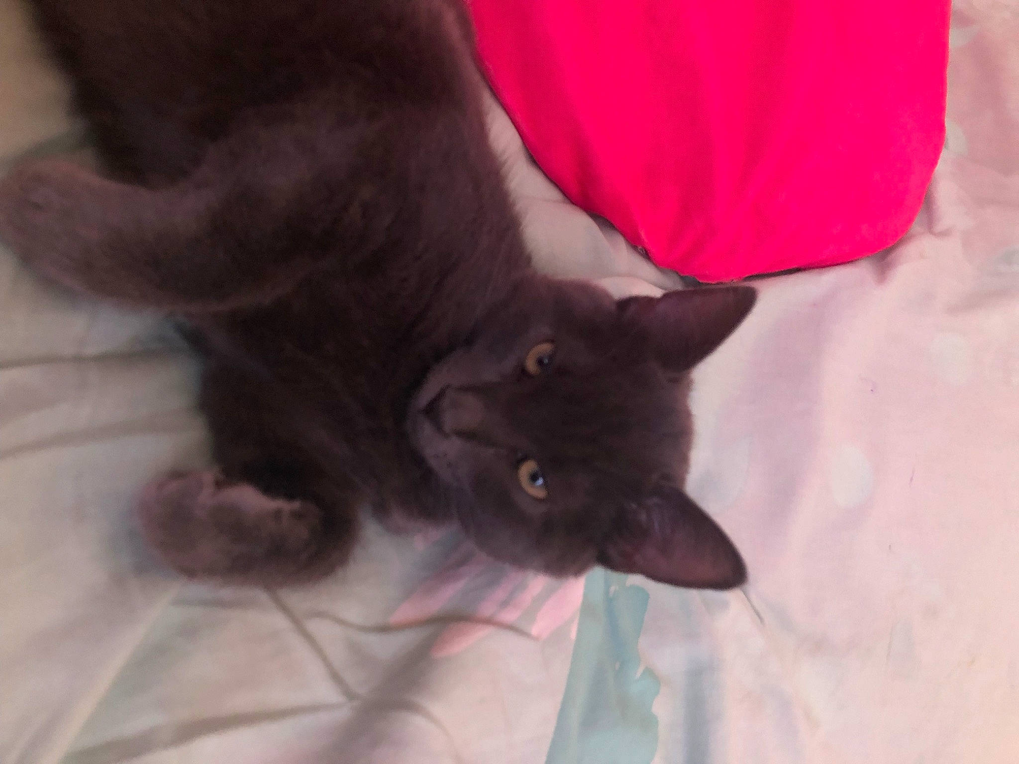 Smookie a rejoint le concours — aidez-le/la à gagner de superbes lots ! black_cat, carmine, carnivore, cat, claw, comfort, domestic_short_haired_cat, felidae, fur, gesture, small_to_medium_sized_cats, snout, tail, whiskers