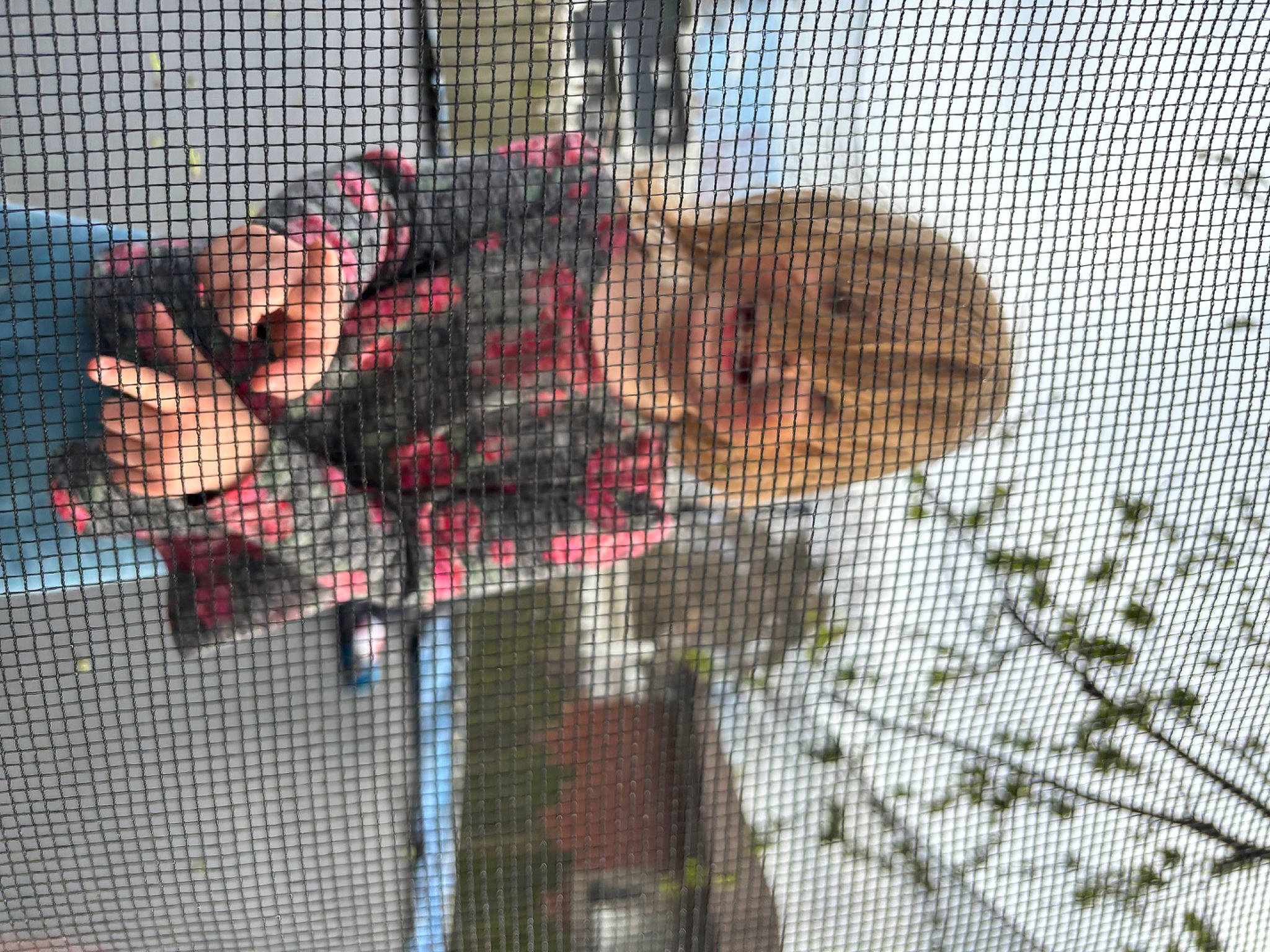 Melody joined the competition — help win amazing prizes! animal_shelter, art, cage, chain_link_fencing, child, event, fence, fun, leisure, mammal, mesh, net, pattern, person, player, recreation, smile, tree, vertebrate, wire_fencing