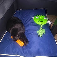 Storm a rejoint le concours — aidez-le/la à gagner de superbes lots ! puppy, dog, black_dog, sleeping, chew_toy, orange_toy, plush_toy, frankenstein, green_toy, blue_cushion, pet_bed, indoor, cozy, playful, animal, canine, toy, resting, photography, home