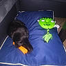 puppy, dog, black_dog, sleeping, chew_toy, orange_toy, plush_toy, frankenstein, green_toy, blue_cushion, pet_bed, indoor, cozy, playful, animal, canine, toy, resting, photography, home
