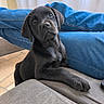 Storm participe au concours pour gagner de l'argent avec cette photo : puppy, dog, black_dog, sitting, portrait, face, eyes, nose, paw, fur, floppy_ears, cute, pet, indoors, couch, sofa, blue_jeans, window, curtains, living_room